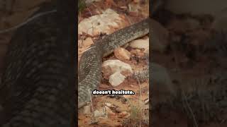 Australias most deadly reptiles 🦎 🐍 #wildlife