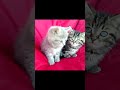 Главное ВНИМАНИЕ и КОНЦЕНТРАЦИЯ! Приколы с кошками! Fun with cats