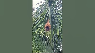 Found a Beautiful Bird Nest at our Garden #shorts #birds #nest #youtubeshorts #wildlife