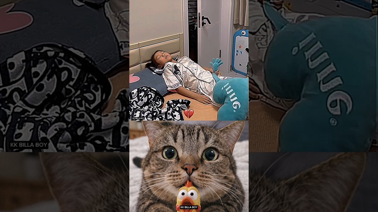 FUNNY CAT MOMENTS PART-19 😶💀