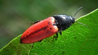 Ampedus Sp. - ??? - Elateridae - Taupin Rouge - Coléoptère Rouge Et Noir - France-Animaux.org