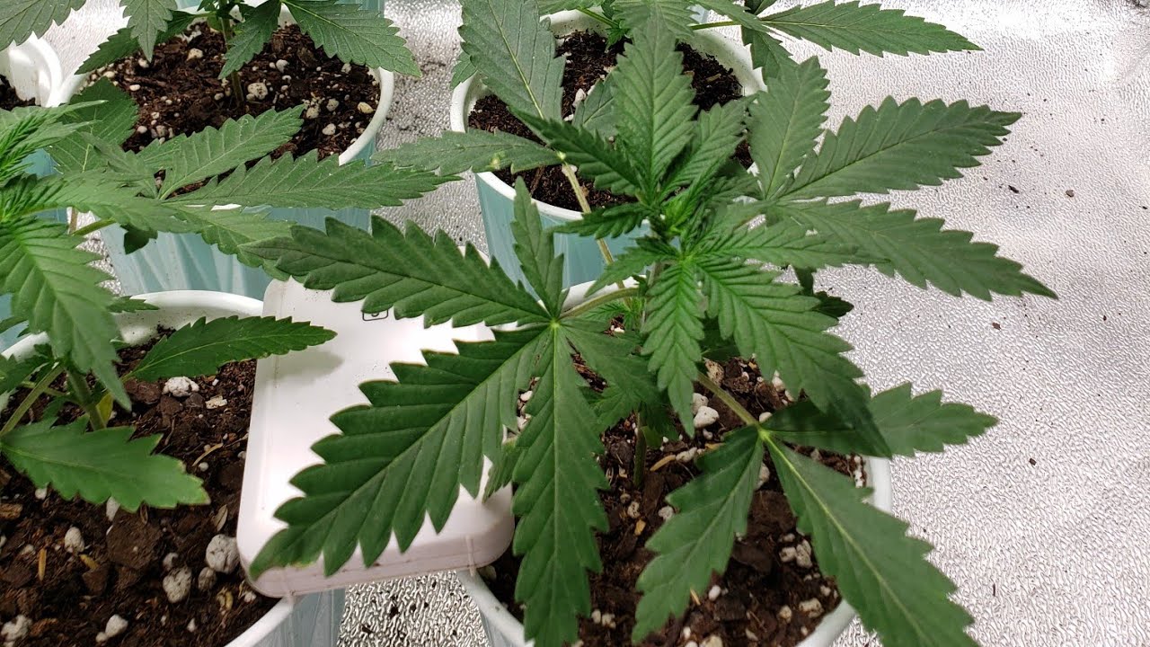 Day 16 of the Mars Hydro SP-150 over my projxt og. Quick look at the roots, transplant next video.