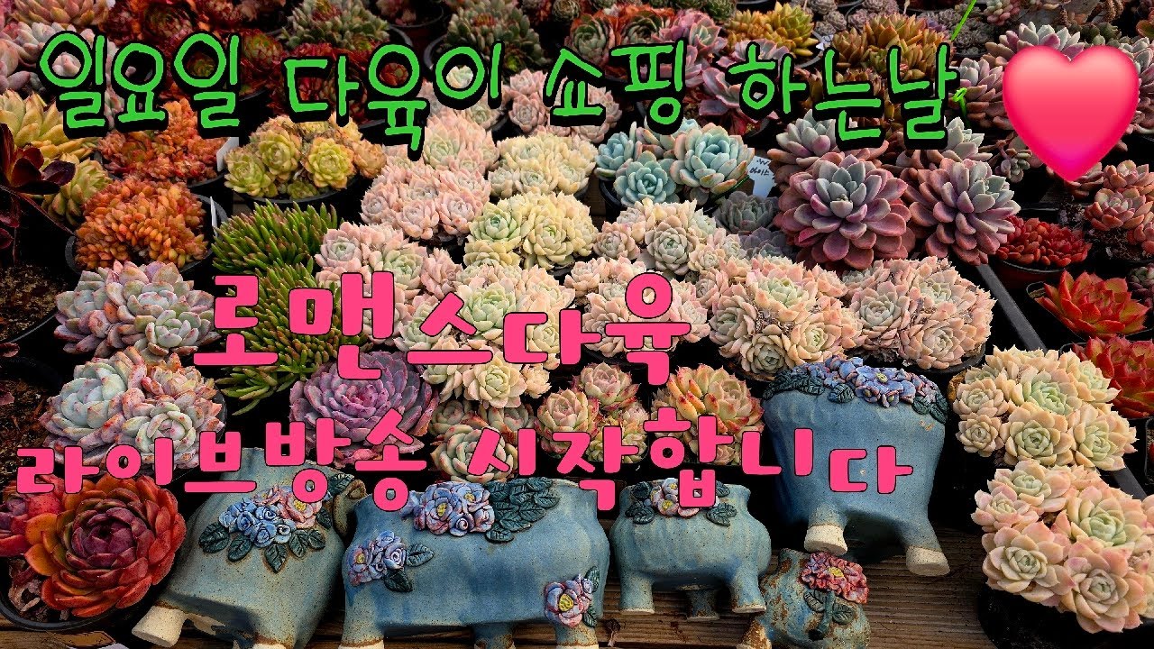 26년 3월 8일. 로맨스다육 라이브방송  군생ㆍ예쁜이 맛집💕 문자 010-2781-1080 #다육이 #다육식물 #다육 #화분할인