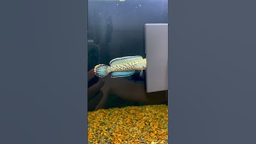 Cá lóc Tiểu hoàng đế - Zalo 01234440204