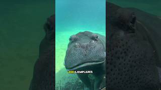 Qué esta pasando con los hipopótamos de Colombia?? 🦛🦛 #hipopótamo #colombia #safari