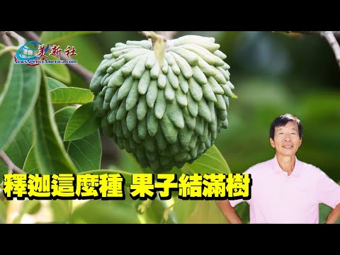 釋迦這麼種，果子結滿樹！ - YouTube