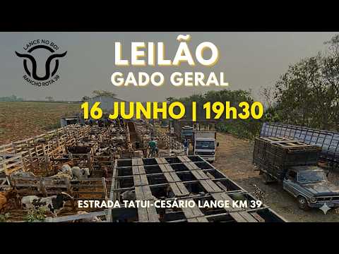 Leilão Presencial e Virtual de GADO | AQUI O AGRO ACONTECE!