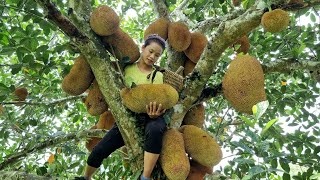 FULL VIDEO : 45 Harvesting jackfruit, squash, making ground - Farm life - Lý Thị Sai