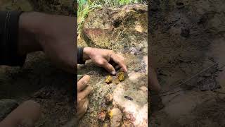 INCREÍBLE Pepita de ORO Incrustada en Roca SDC 2300. #detectordemetales #metaldetecting #gold