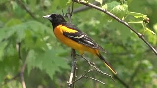 Baltimore Orioles (male & female) by Wildlife Videos of Scott Bellone 114 views 1 year ago 2 minutes, 17 seconds