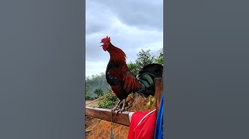Tiếng gà rừng gáy chuẩn 💯💕✅✅ #tiếnggàrừng #garung #chicken