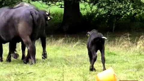 Kalb fr Bffelkuh Greta: Erster Nachwuchs in der Sc...