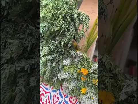 ياليتني جار محبوبي واذا درجنا نرى بيته