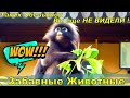 ЗАБАВНЫЕ ЖИВОТНЫЕ 🐵 Таких ОБЕЗЬЯНОК Вы ещё не видели