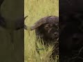 The Ultimate Prey Has Three-Foot Horns #wildlife #viral #documentary #hunting