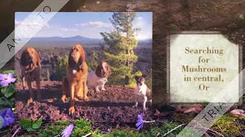 The sheep and the hounds