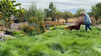 First Rain of the Season! 🌧️ Sowing Poppies & Planting Fall Containers