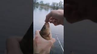 рыбалка без лишних слов #рыбалка #fishing