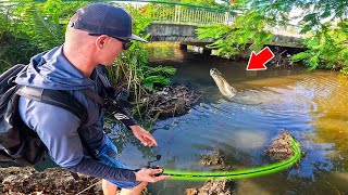 Gros poisson exotique dans cette minuscule rivière !!! ( Guadeloupe exploration Part. 1 )