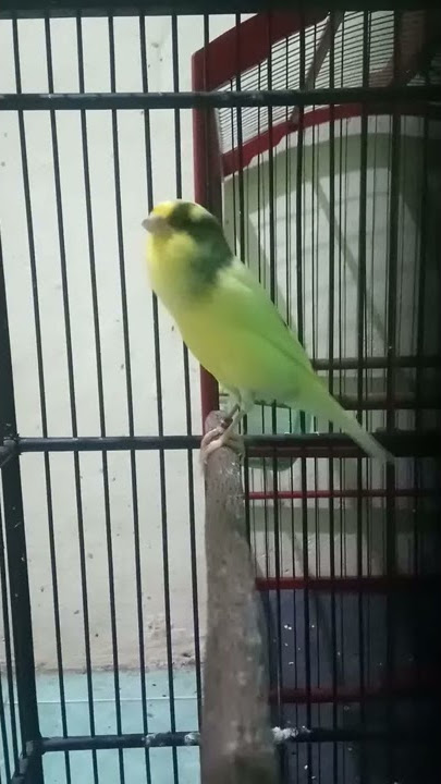 kenari AF bon simetris gacor bocor