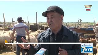 Овцеводство - традиционная для Казахстана отрасль животноводства