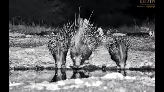 Ol Donyo Kenya ~ Mom Porcupine with her two little ones! June 12, 2023