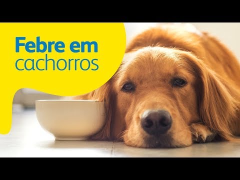 Vídeo: Sintomas De Febre Canina