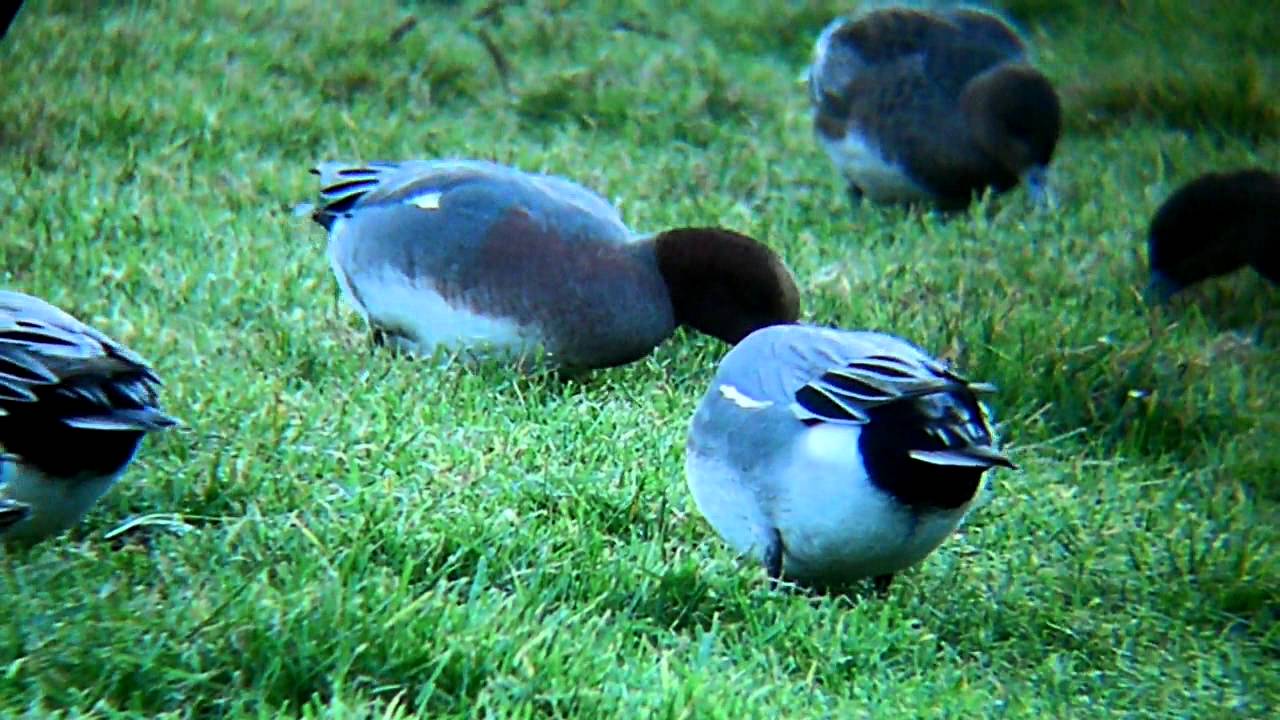 sam darnold Wigeon (Flock)