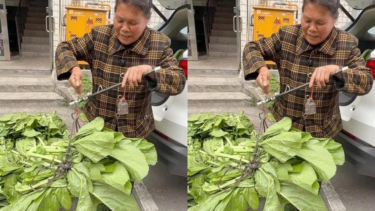 丈母娘砍150斤青菜送上门，再办6种蔬菜摆摊，看总共卖多少钱#我的乡村生活 #丈母娘 #蔬菜 #摆摊 #新鲜采摘