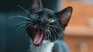 Funny Cats Memorable Moments