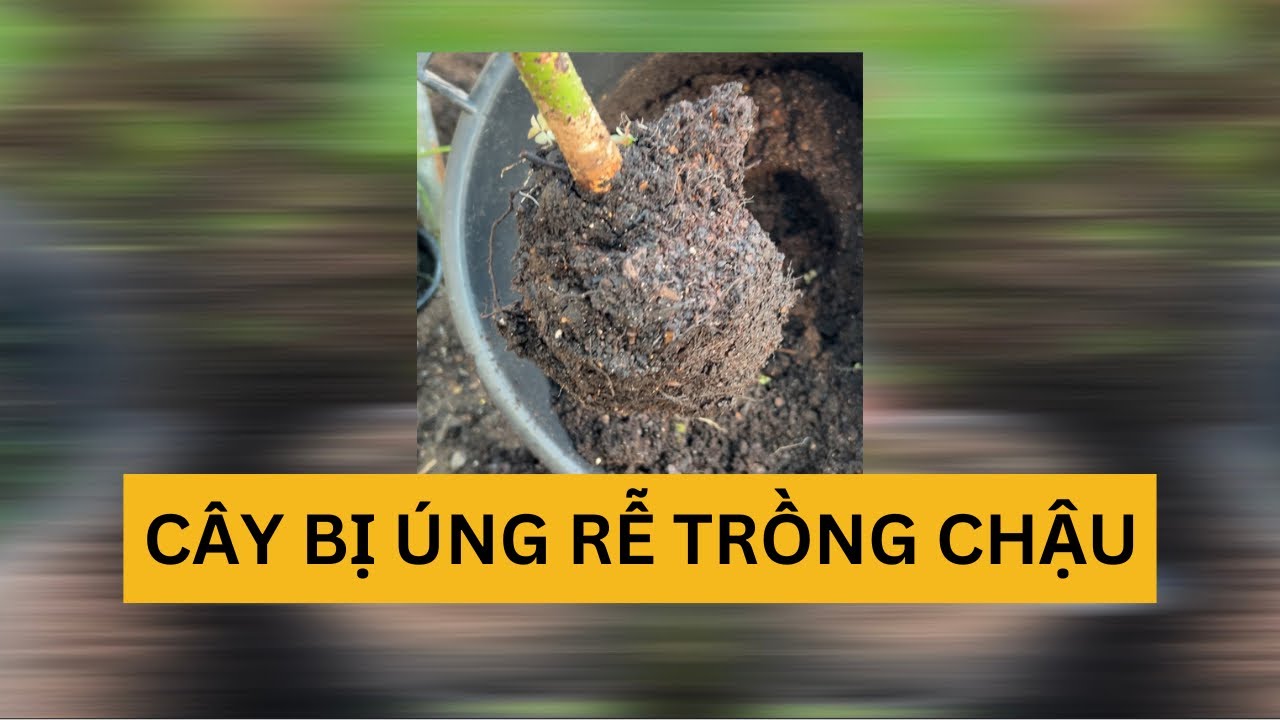 Cây Bị Úng Rễ và Cách Khắc Phục Toan Trinh - YouTube