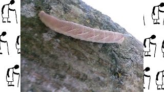 Lime Hawk-moth Caterpillar 20140729