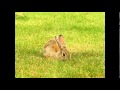 Wild rabbit eating grass