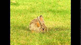 Wild rabbit eating grass