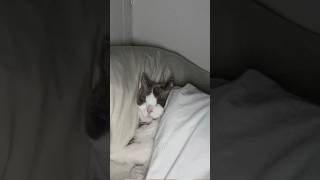 Why I Let my Cat Sleep in the Bed💤 #cat #catlovers #cutecat #funnycats #shorts
