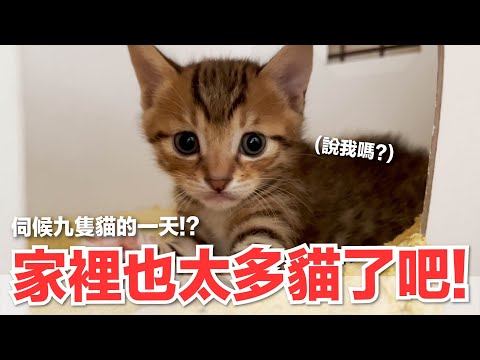 【七貓日記EP5】家裡也太多貓了吧！伺候九隻貓的一天！？｜2022五月號