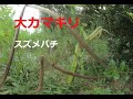 大きなカマキリと蜜を吸うスズメバチたち。Large mantis and hornets sucking nectar.　180度3DVR　oculus go！