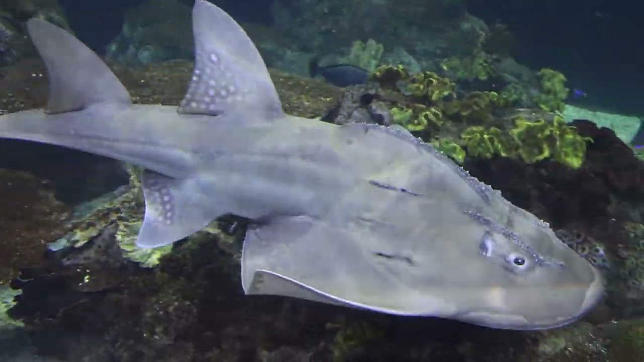 Amazon Basin Wildlife at Chicago's Shedd Aquarium