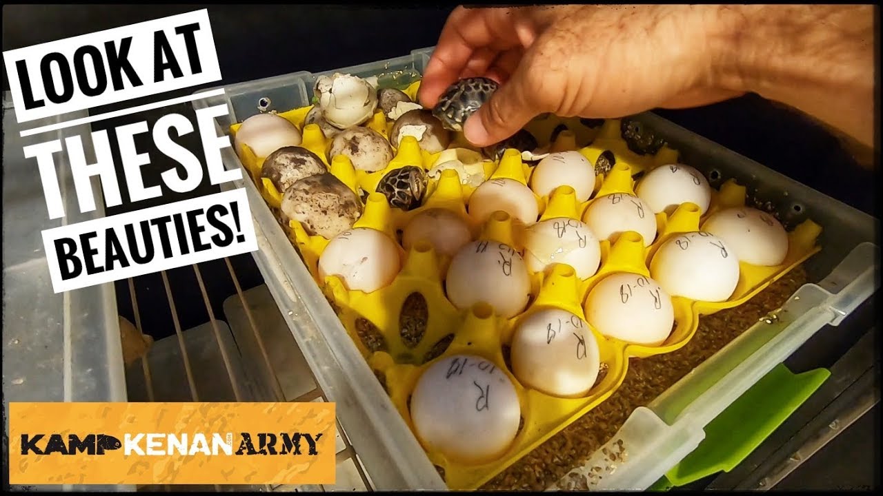 Baby Radiated Tortoise Hatching! - YouTube