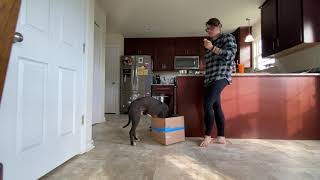 Progression of box feeding