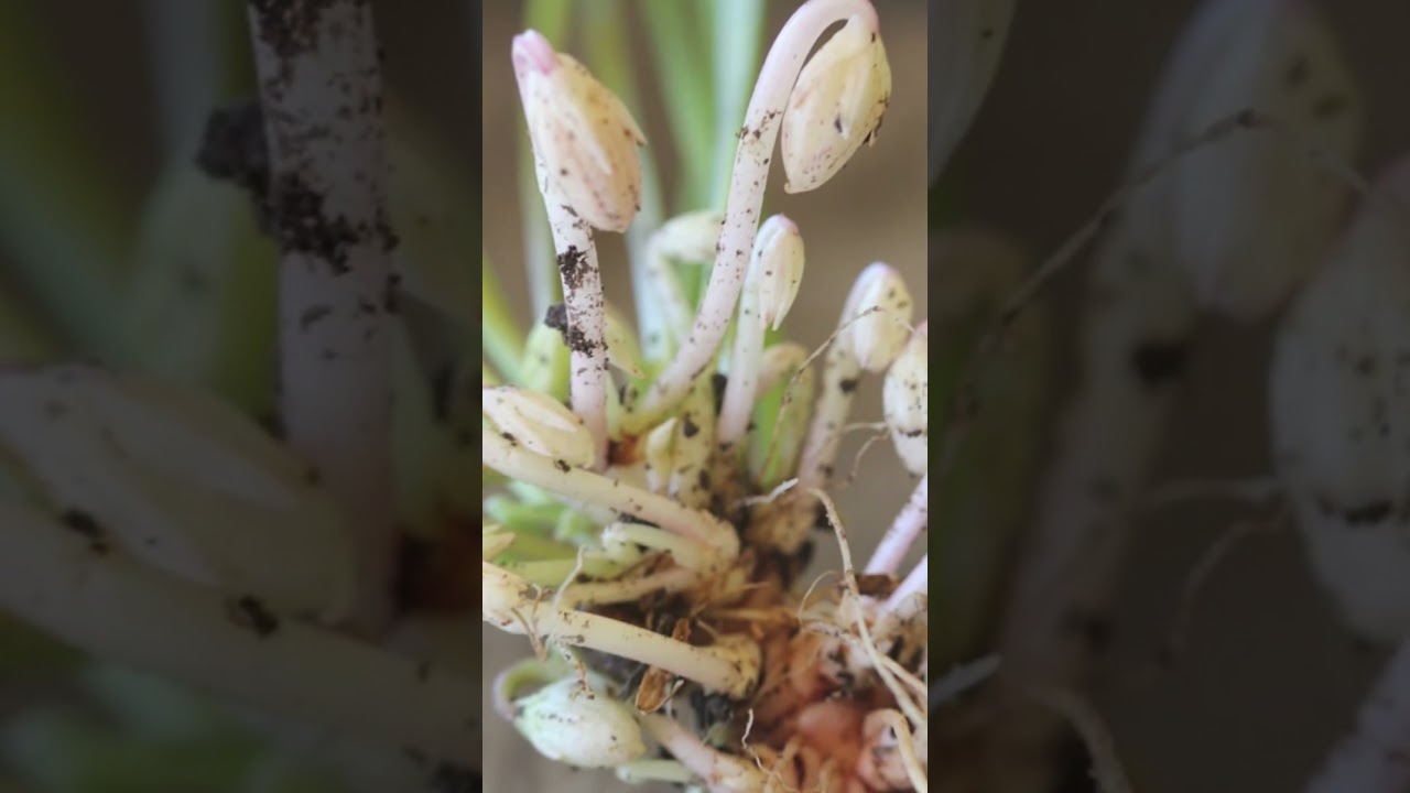 Cleistogamous and Chasmogamous Flower Sexual Reproduction #reproductioninplants #biology #neet2025