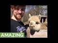 Friendly alpaca shares incredible bond with next door neighbor