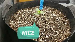 AutoFlower Series Update #seedsman