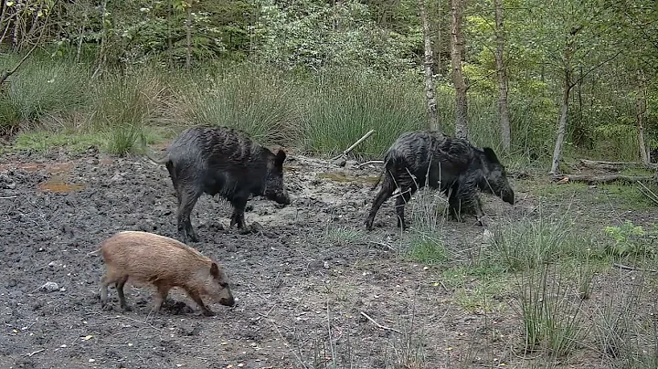 Female Wild Boars & Her Piglets Passing By Trail Camera - Forest Of Dean