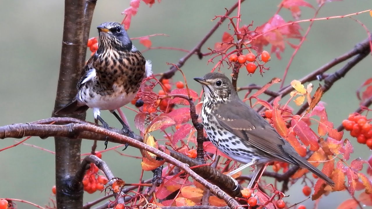 La Cesena, Turdus pilaris, in Italia