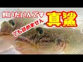 [最も好ましい] ハゼ 飼い方 海水 350246-ハゼ 飼い方 海水