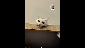 Happy Happy Happy Shorts Cat Imutimut Catlover Funny Animals Trending Youtubeshorts 