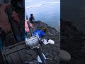 巨大カマスを泳がせて〜🐟