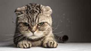Crazy cat people? life expectancy fail, breast cancer killer