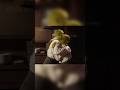 Mafia: Akorát každá postava ve hře je Shrek